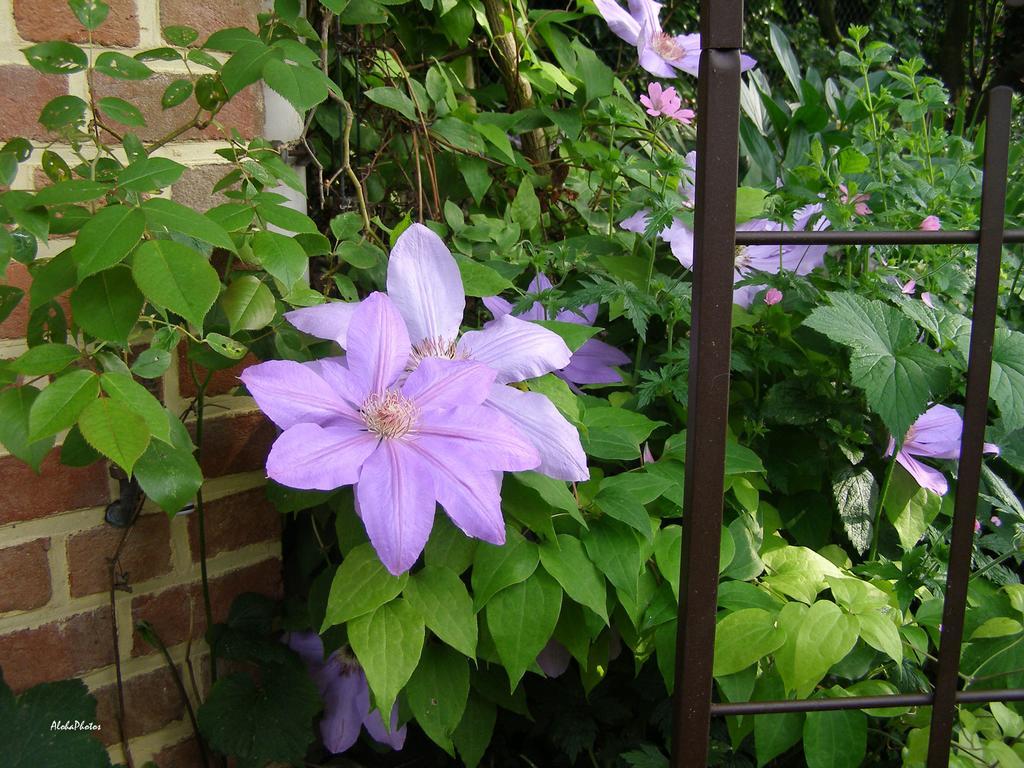 Gite Des Hortillonnages Camon  Exteriör bild